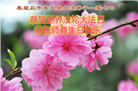 河北大法弟子庆祝世界法轮大法日(125条)