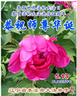精進实修谢师恩　辽宁大法弟子庆贺世界法轮大法日(110条)