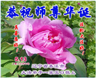 精進实修谢师恩　辽宁大法弟子庆贺世界法轮大法日(110条)