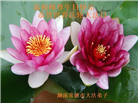 广东、广西、海南、湖南、江苏大法弟子庆祝世界法轮大法日(112条)