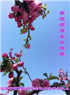 辽宁大法弟子庆祝世界法轮大法日(128条)