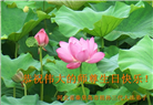 大陆大法弟子庆祝世界法轮大法日(109条)