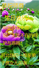 在佛恩浩荡中前行　河北大法弟子敬谢师恩(100条)