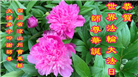 四川大法弟子庆祝世界法轮大法日(156条)