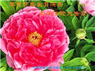 河南大法弟子庆祝世界法轮大法日(104条)