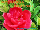 河南大法弟子庆祝世界法轮大法日(104条)