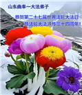 山东大法弟子庆祝世界法轮大法日(118条)