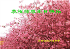 河南大法弟子庆祝世界法轮大法日(106条)