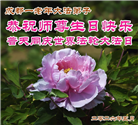 四川大法弟子庆祝世界法轮大法日(161条)