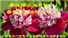 教育系统大法弟子庆祝世界法轮大法日(18条)