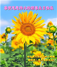 哈尔滨大法弟子庆祝世界法轮大法日(112条)