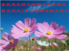 湖北大法弟子庆祝世界法轮大法日(161条)