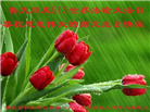 湖北大法弟子庆祝世界法轮大法日(161条)