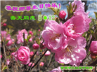 吉林省大法弟子庆祝世界法轮大法日(112条)