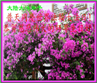 大陆大法弟子庆祝世界法轮大法日(106条)