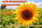 山东大法弟子庆祝世界法轮大法日(113条)