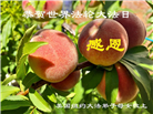 珍惜机缘精進实修 纽约地区大法弟子大法日敬谢师恩