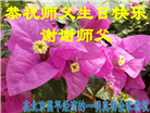 北京大法弟子庆祝世界法轮大法日(109条)