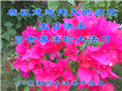 广东、广西、海南、湖南、江苏大法弟子庆祝世界法轮大法日(168条)