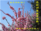 吉林省大法弟子庆祝世界法轮大法日(107条)